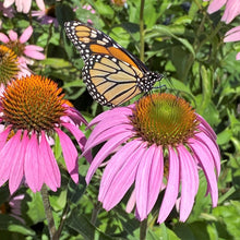 Echinacea purpurea Magnus 1Q