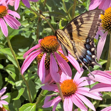 Echinacea purpurea Magnus 1Q