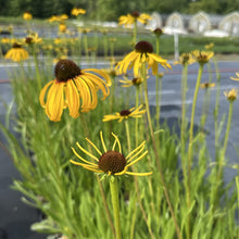 Echinacea paradoxa 1Q