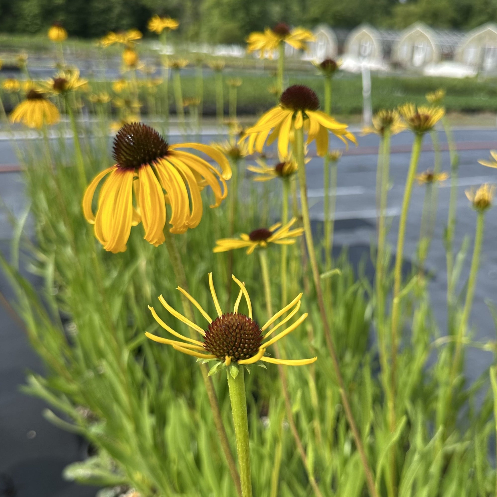 Echinacea paradoxa 1Q