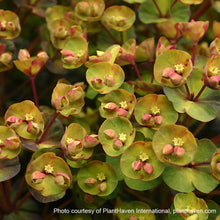 Euphorbia x Blackbird 1G