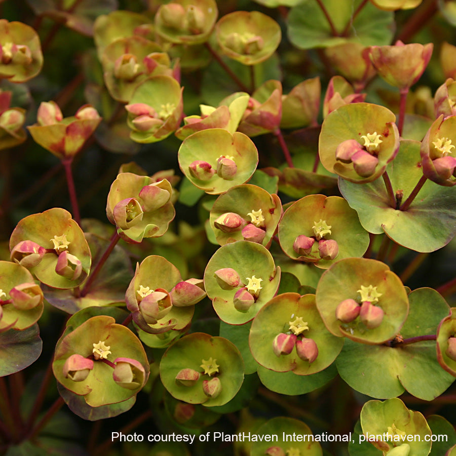 Euphorbia x Blackbird 1G