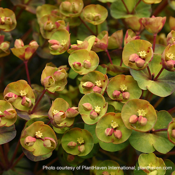 Euphorbia x Blackbird 1G