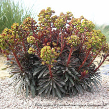 Euphorbia x Blackbird 1G
