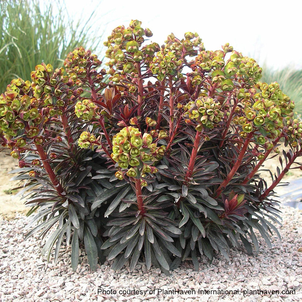 Euphorbia x Blackbird 1G