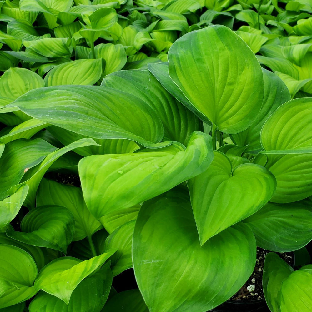 Hosta x Guacamole 1Q