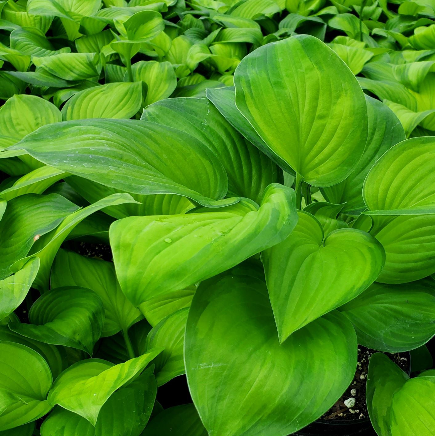 Hosta x Guacamole 1Q