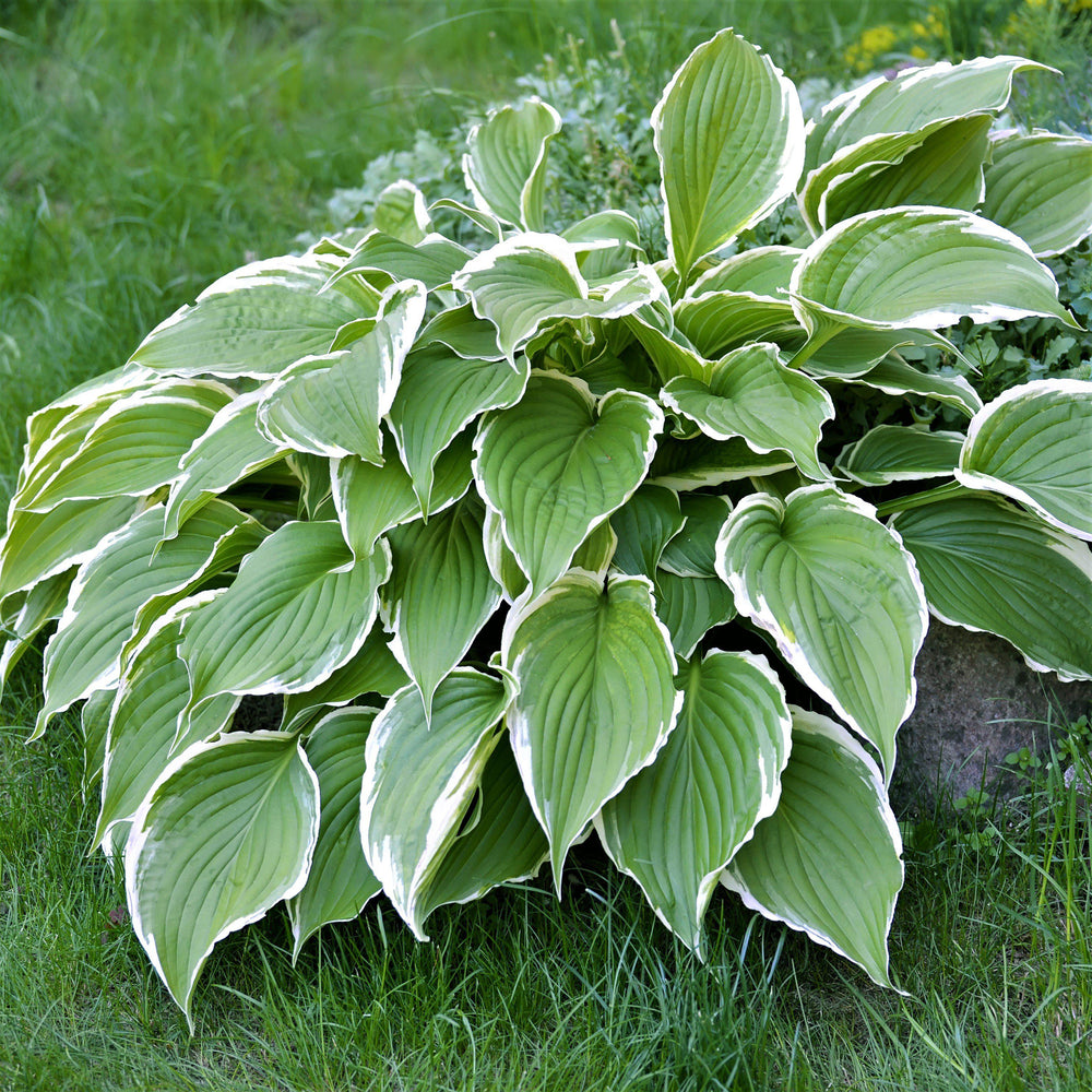 Hosta - Francee: 3 Bareroots