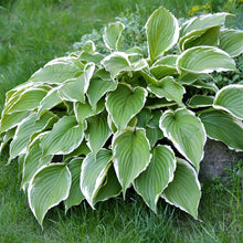 Hosta - Francee: 3 Bareroots