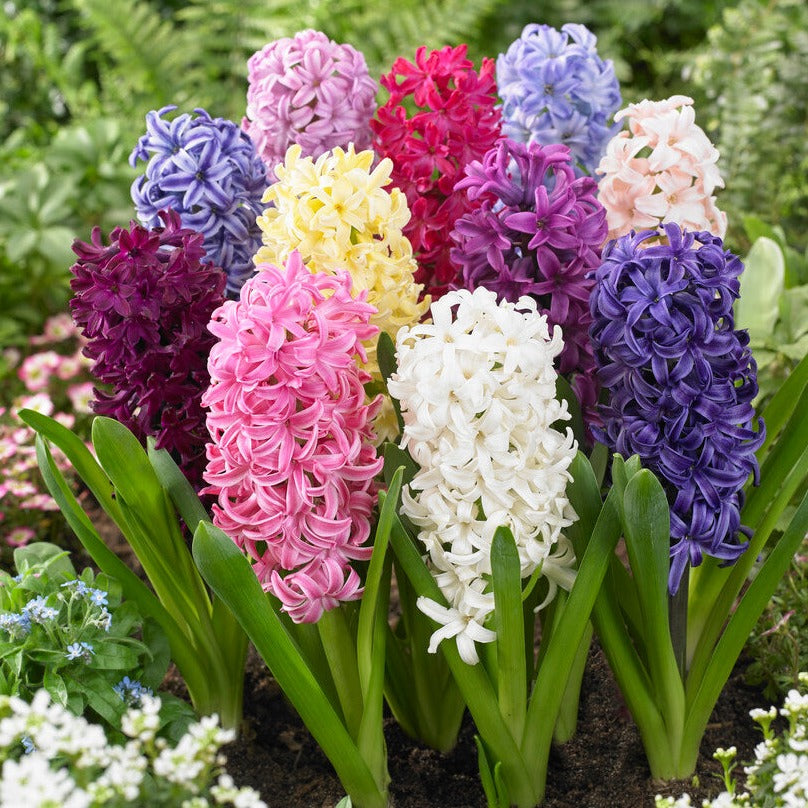 Hyacinth - Fragrant Path Mix: 20 Bulbs