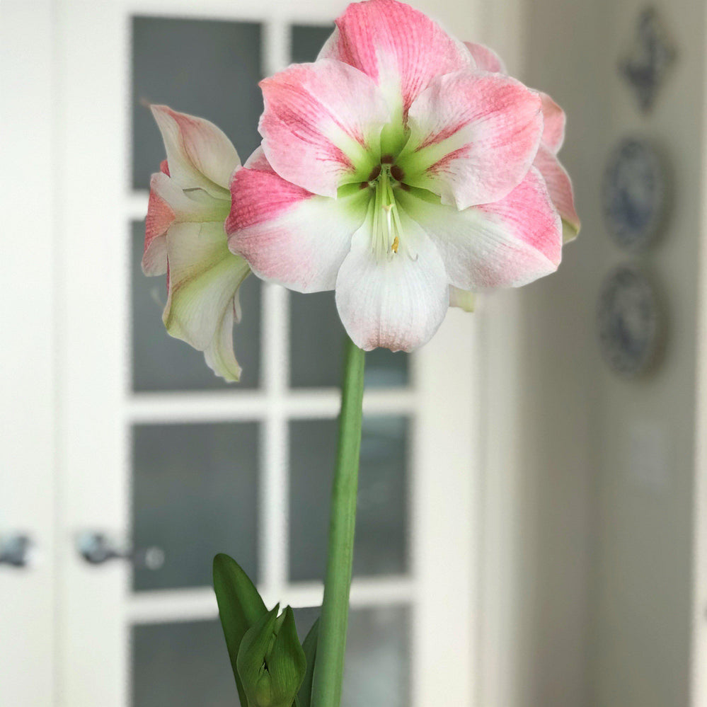 Amaryllis - Apple Blossom: 1 Bulbs