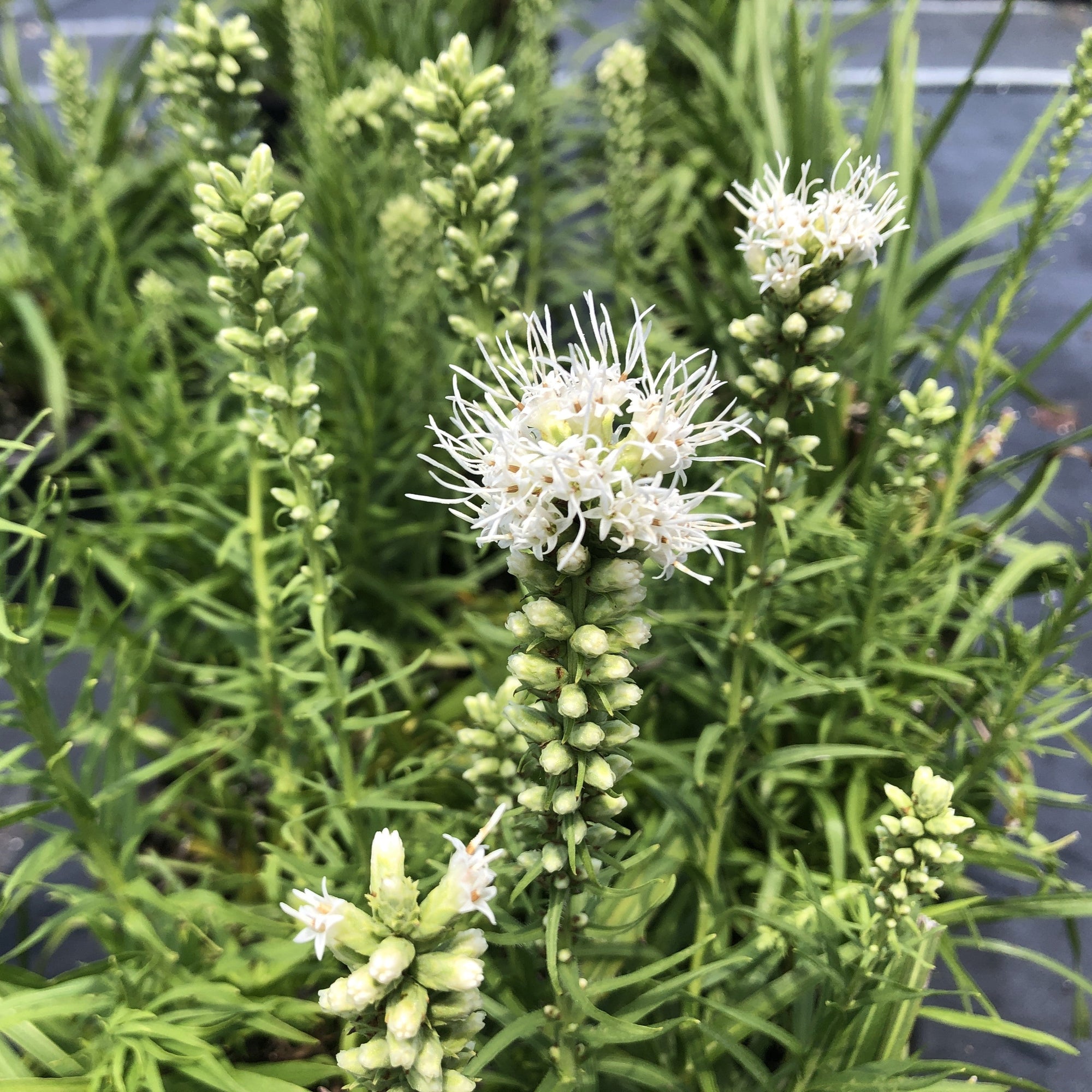 Liatris spicata Floristan White 1Q