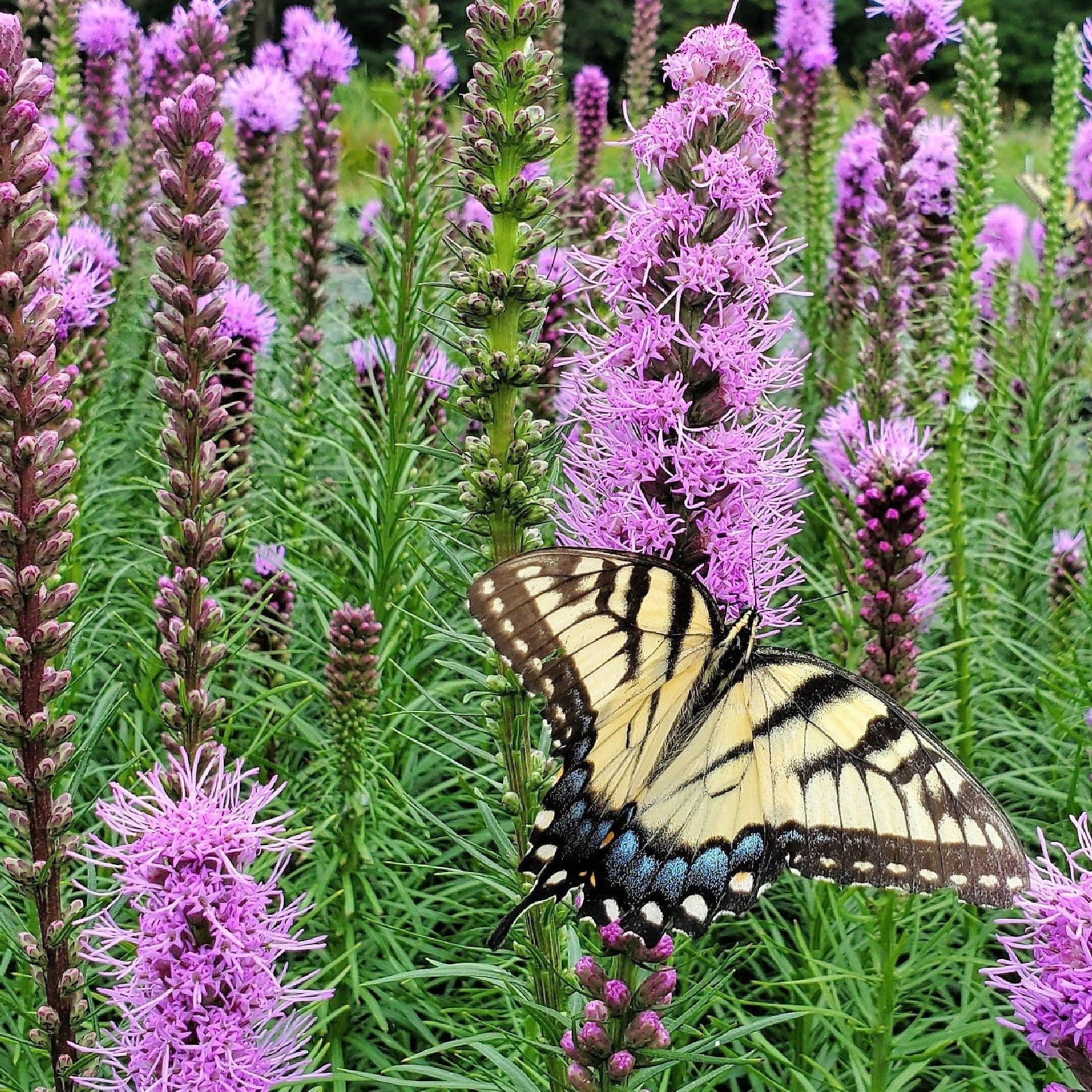 Liatris spicata 1Q