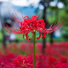 Lycoris - Radiata Red: 1 Bulb