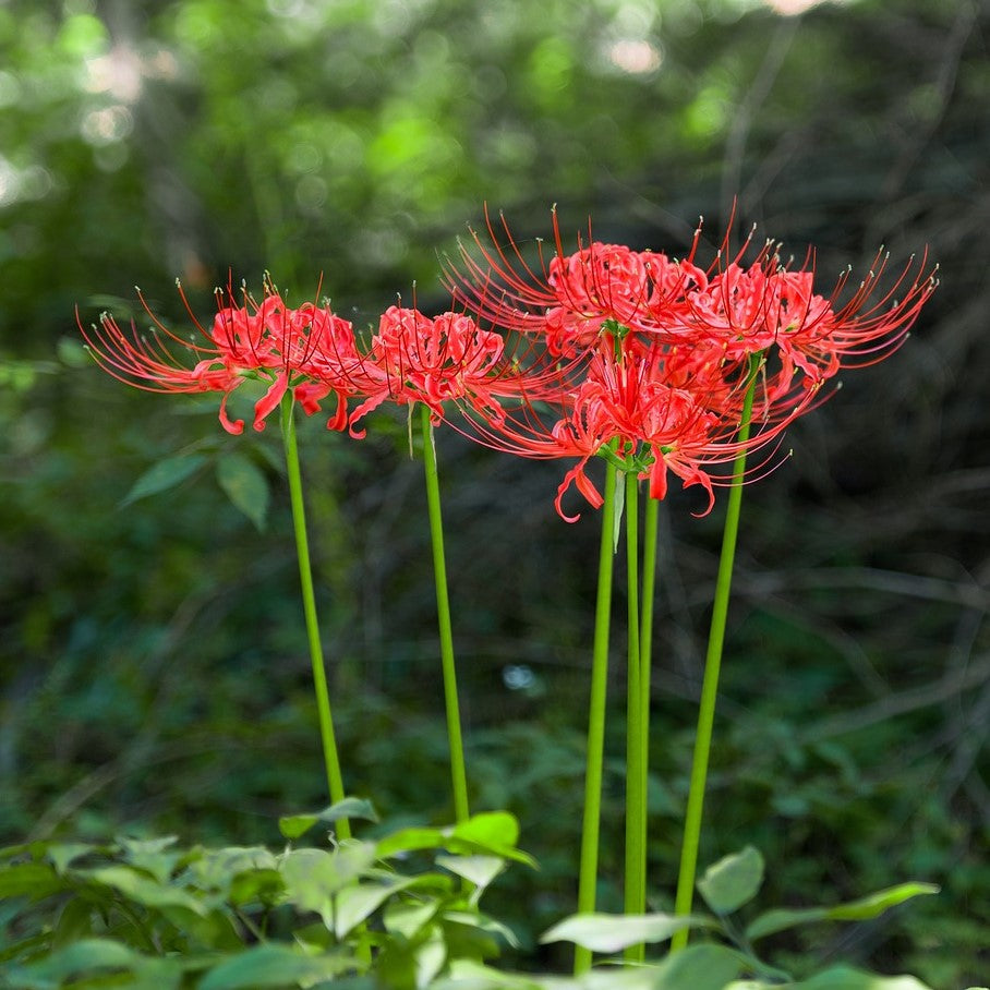 Lycoris - Radiata Red: 1 Bulb