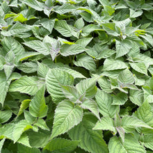 Monarda x Raspberry Wine 1G