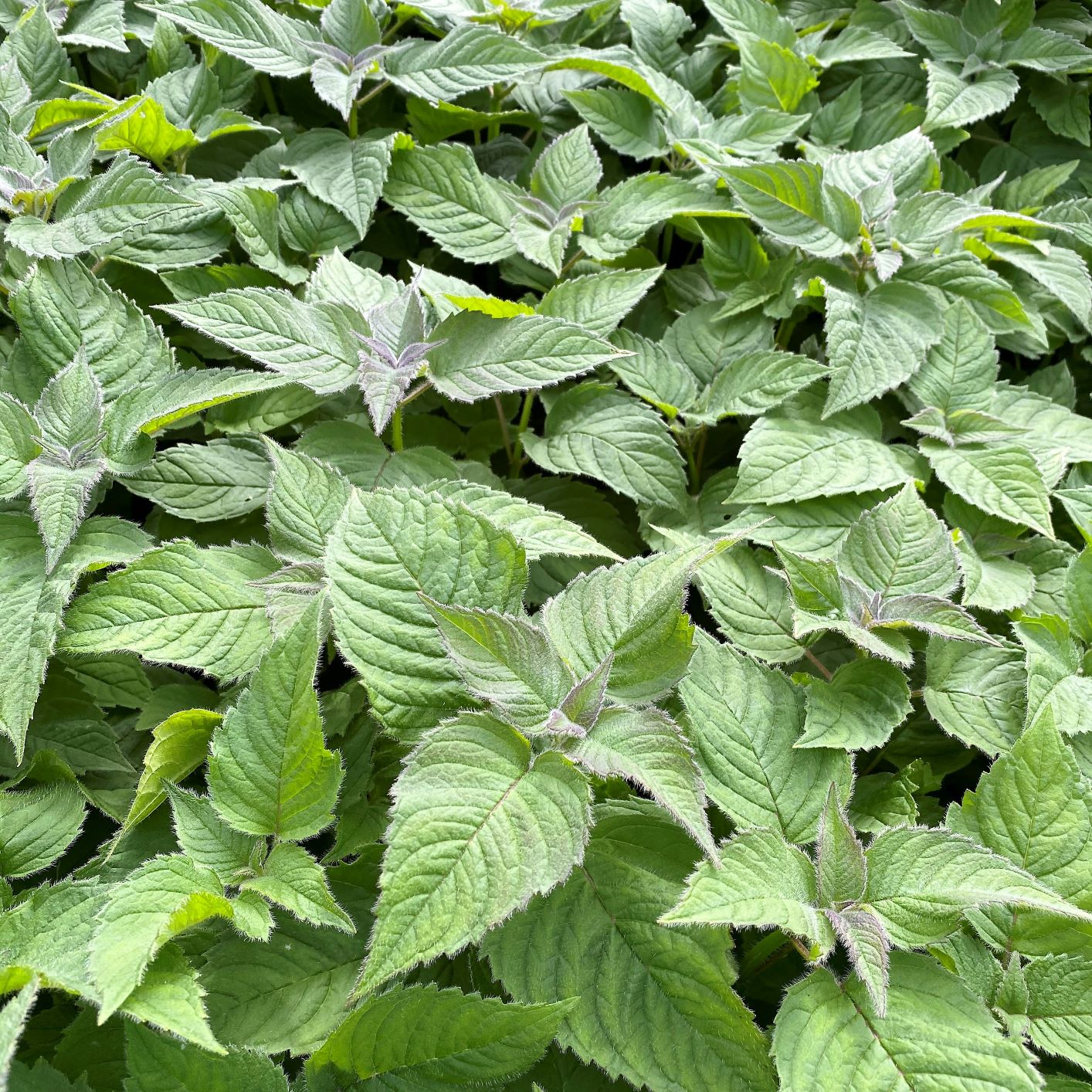 Monarda x Raspberry Wine 1G