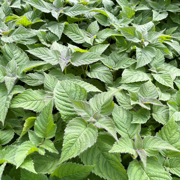 Monarda x Raspberry Wine 1G