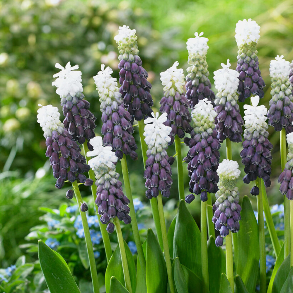 Muscari - Grape Hyacinth Grape Ice: 10 Bulbs