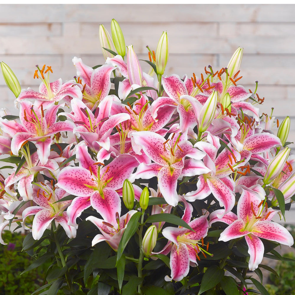 Lilium - Oriental Lily Stargazer: 3 Bulbs