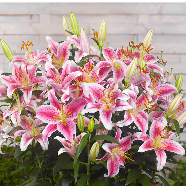 Lilium - Oriental Lily Stargazer: 3 Bulbs