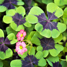 Oxalis - Iron Cross Good Luck Plant: 20 Bulbs