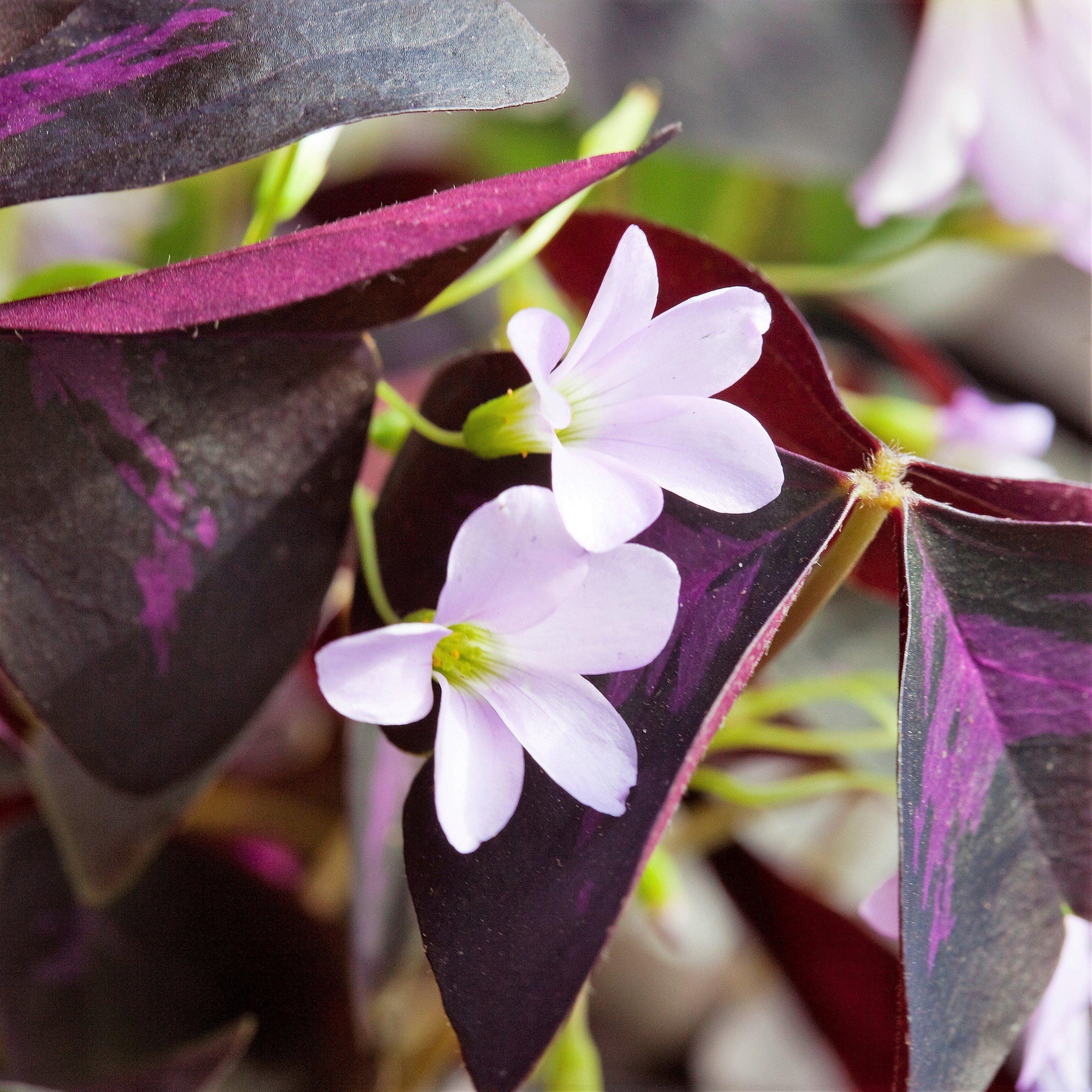 Oxalis - Triangularis Purple Shamrocks: 20 Bulbs