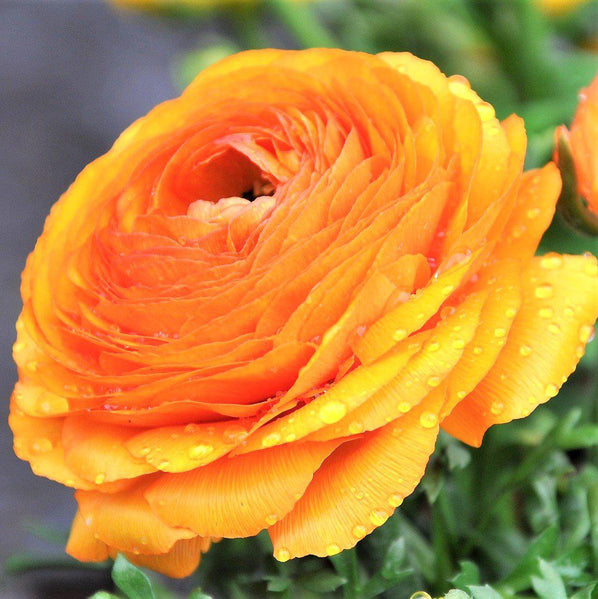 Ranunculus - Tecolote Rainbow Mix: 10 Corms