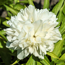 Peony - Officinalis Alba Plena:  1 Field Grown Division