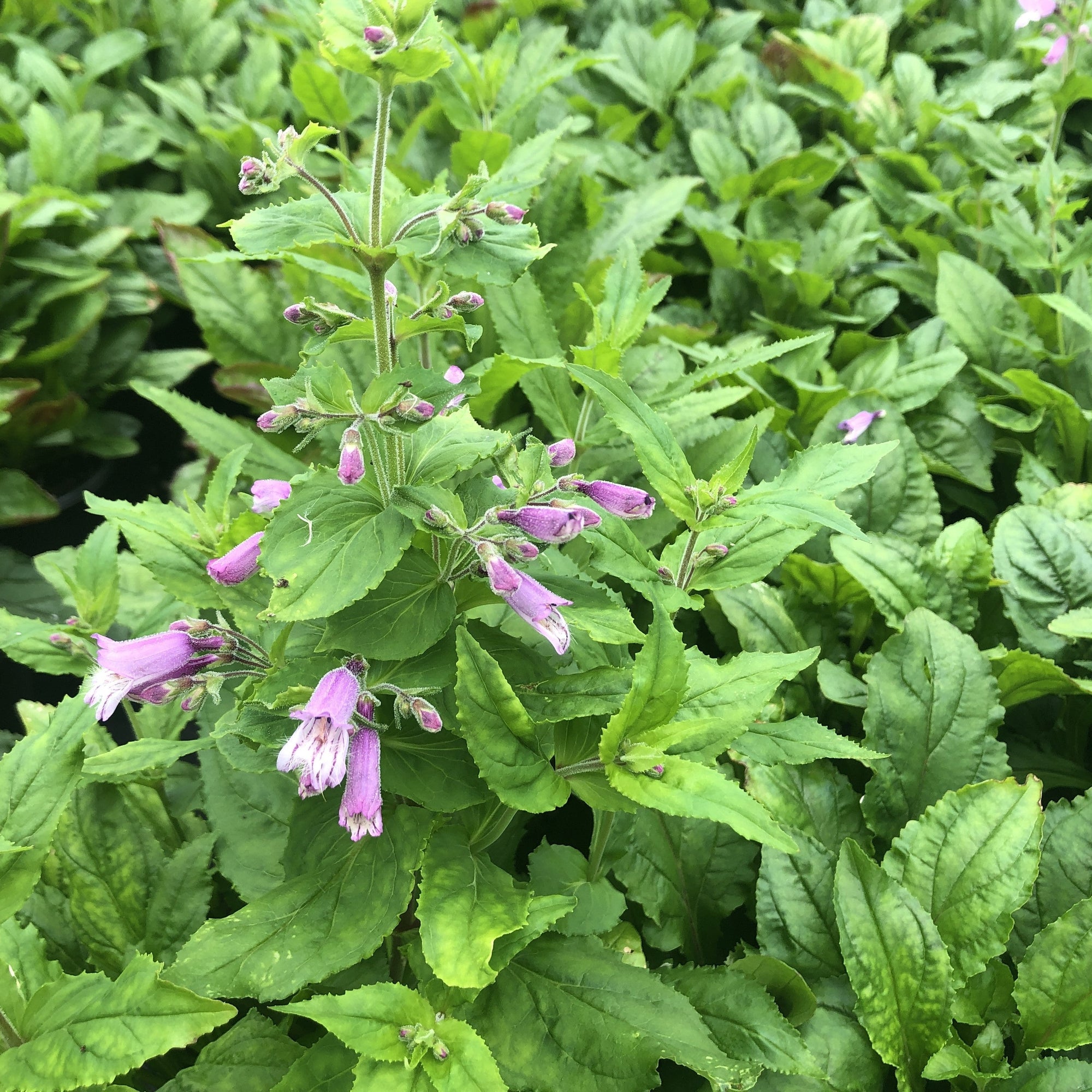 Penstemon smallii 1G