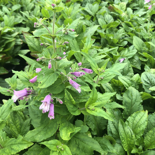 Penstemon smallii 1G
