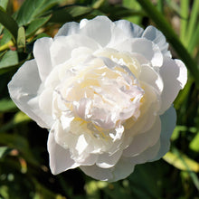 Peony - Officinalis Alba Plena:  1 Field Grown Division