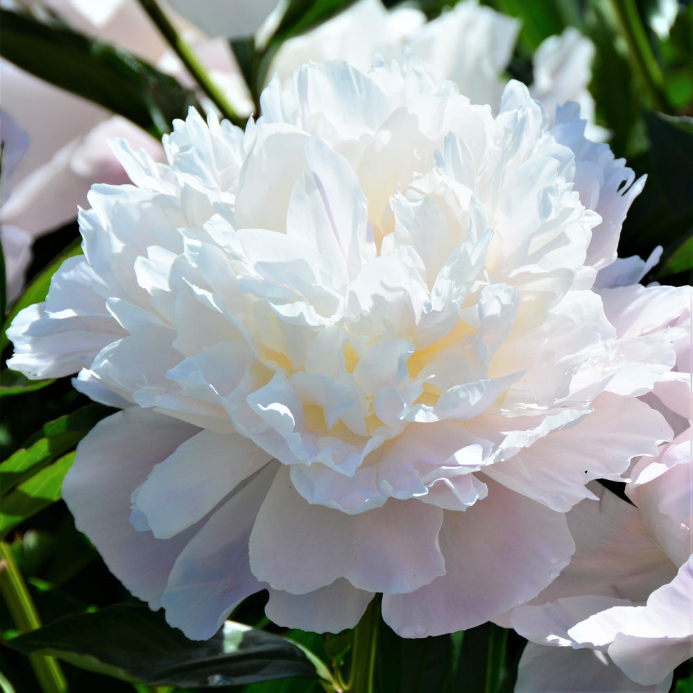 Peony - Officinalis Alba Plena:  1 Field Grown Division