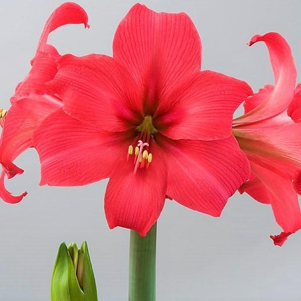 Amaryllis - Pink Pizzazz: 1 Bulb