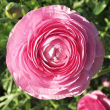 Ranunculus - Tecolote Pink: 10 Corms