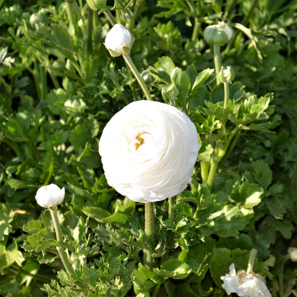 Ranunculus - Tecolote White: 10 Corms