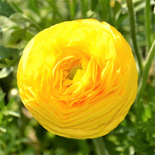 Ranunculus - Tecolote Yellow: 10 Corms