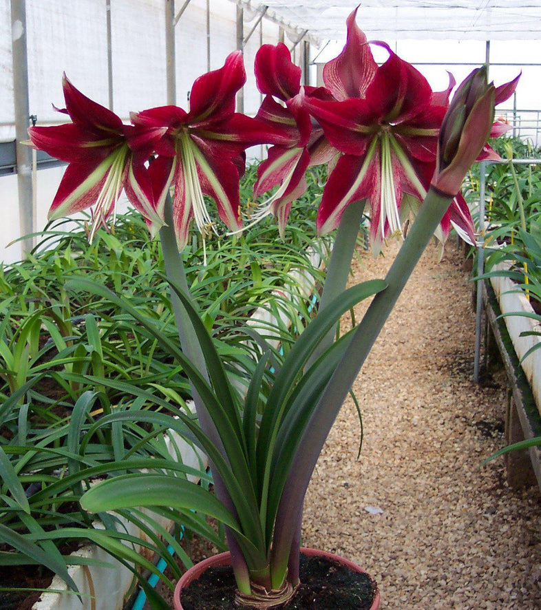 Amaryllis - Ruby Star: 1 Bulb