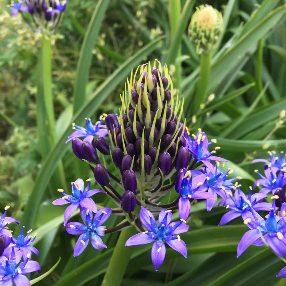 Scilla - Peruviana Peruvian Lily: 3 Bulbs