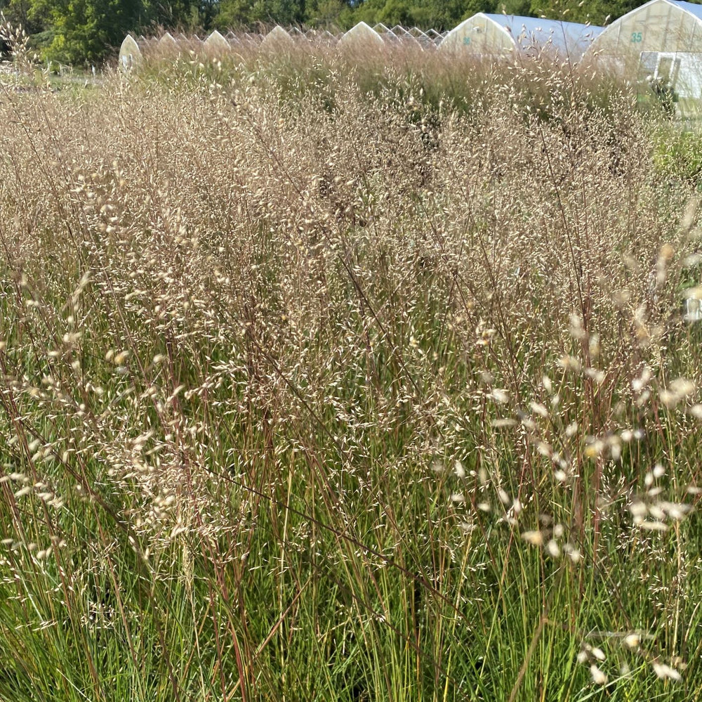 Sporobolus heterolepis Tara 1G