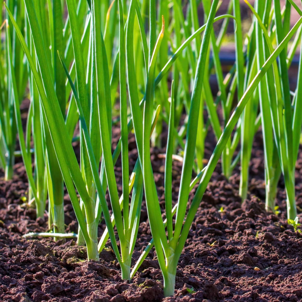 Spring Onion Seed