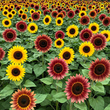 Sunflower Mix Seed