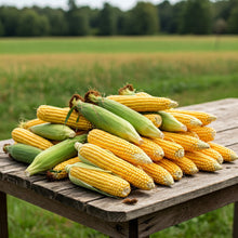 Sweet Corn Seed