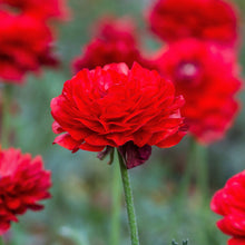 Ranunculus - Tecolote Red: 10 Corms