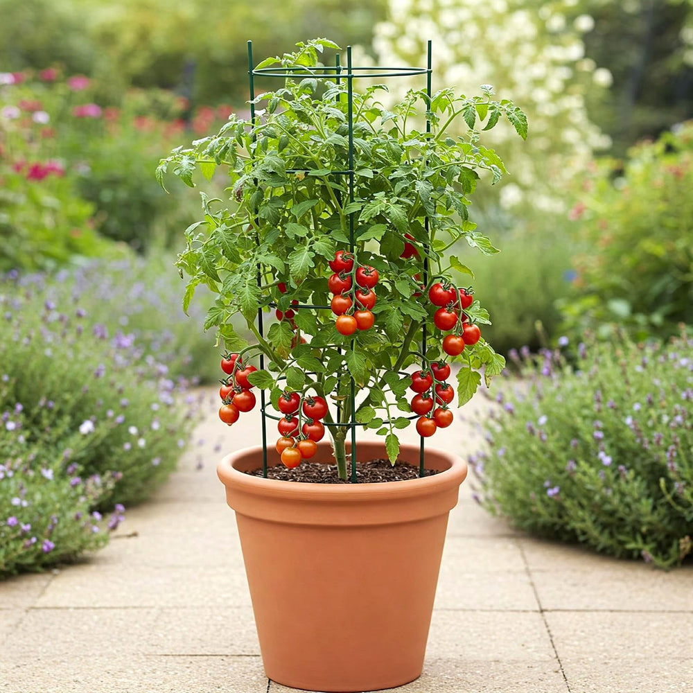 Tomato Red Cherry Seed