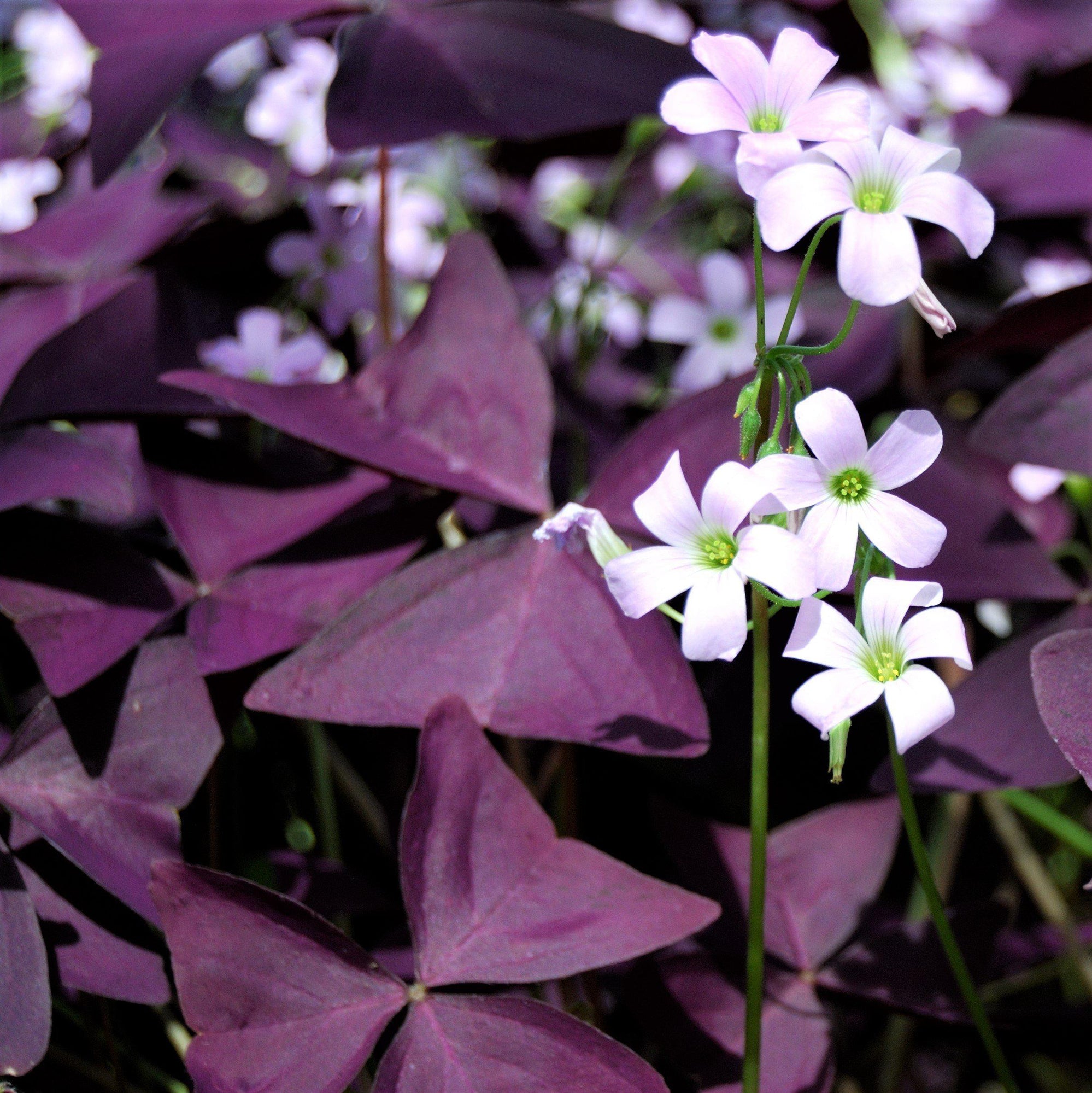 Oxalis - Triangularis Purple Shamrocks: 20 Bulbs