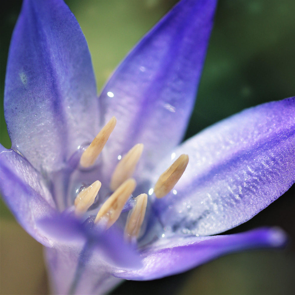 Triteleia - Queen Fabiola: 20 Bulbs