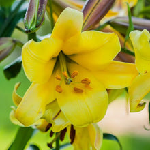 Lilium - Trumpet Lily Golden Splendor: 1 bulb
