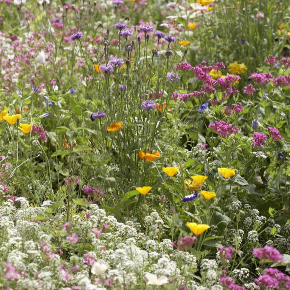 Wildflower Wildlife Mix Seed