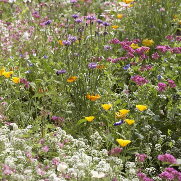 Wildflower Wildlife Mix Seed